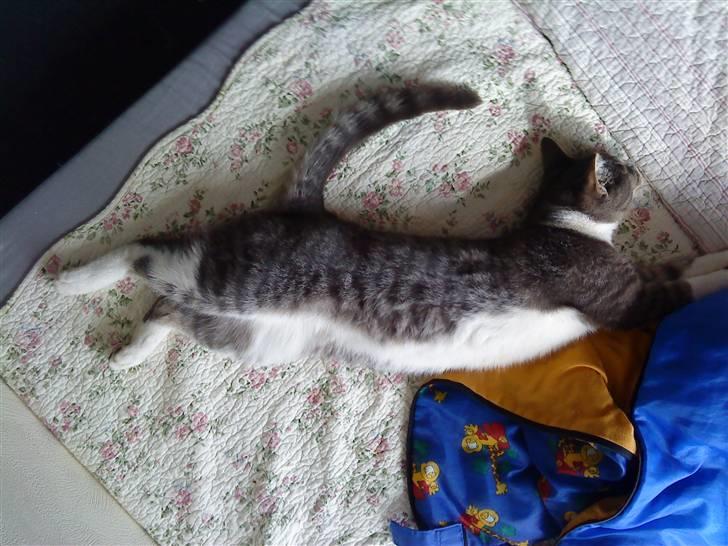 Huskat Mulle - Her ligger jeg godt.. billede 2