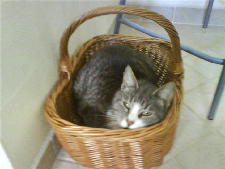 Huskat Mulle - Er jeg ik skør.. billede 3