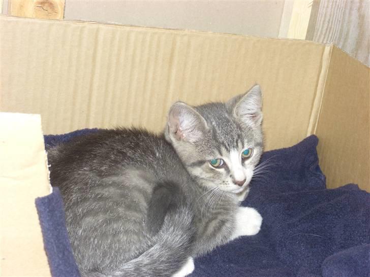 Huskat Mulle - Da jeg var lille. billede 4