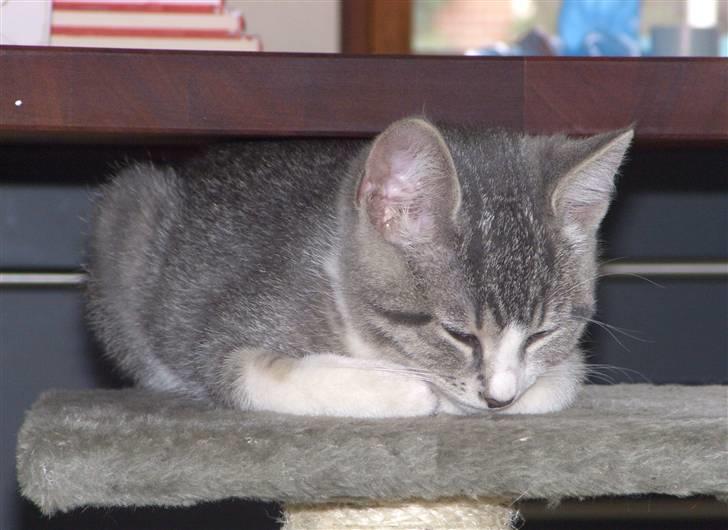 Huskat Mulle - Hehe dejligt at være lidt presset sammen.. billede 6