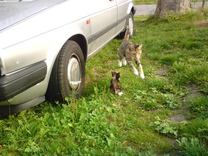 Blanding af racer Pjuske <3 - 1) Pjuske på lolland ;) billede 1