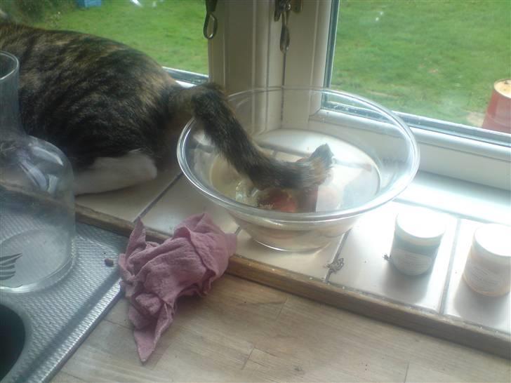 Blanding af racer Pjuske <3 - 2) Hendes hale i vandet - skulle bare ind ;) billede 2