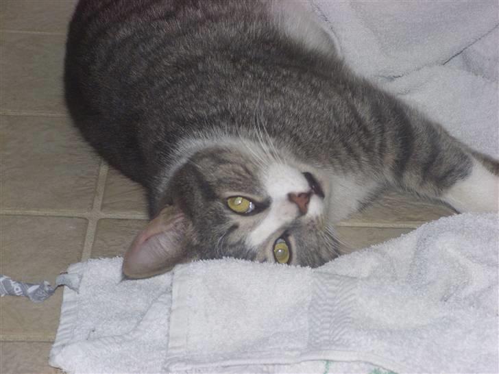 Huskat Mulle - Sjovt håndklæde:) billede 7