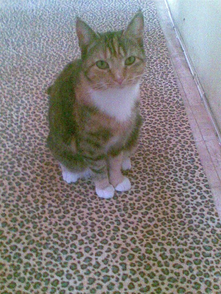 Blanding af racer Pjuske <3 - 4) Søde Pjuller <3 billede 4