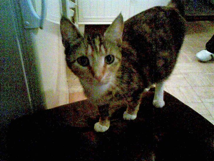 Blanding af racer Pjuske <3 - 5) Nurh <3 billede 5