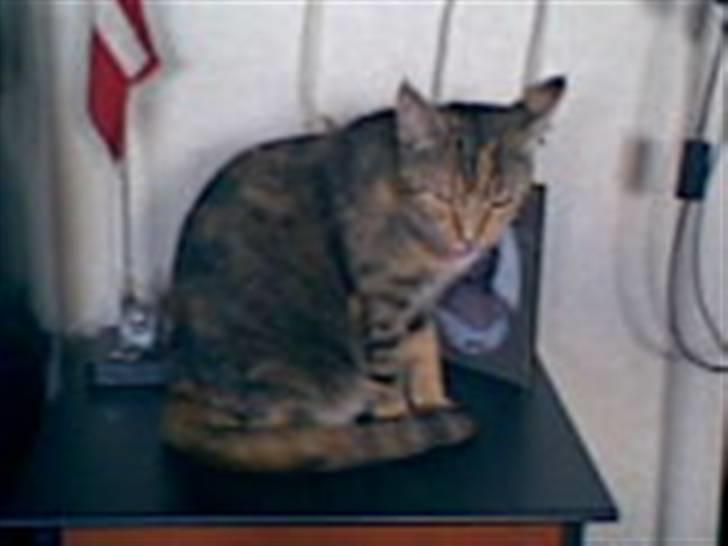 Blanding af racer Pjuske <3 - 6) Tulle mis  billede 6