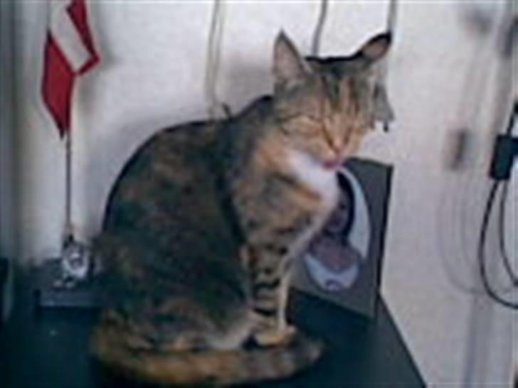 Blanding af racer Pjuske <3 - 8) XD billede 8