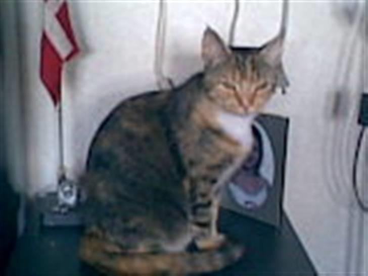 Blanding af racer Pjuske <3 - 9) hehe nurh billede 9