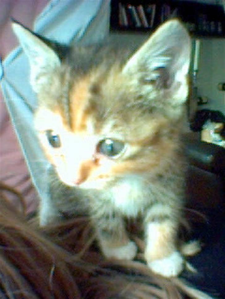 Blanding af racer Pjuske <3 - 10) Pjuske da vi fik hende <3 billede 10