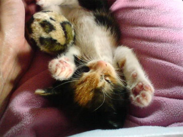 Blanding af racer Pjuske <3 - 11) Pjuskes eneste overlvne killing <3 Bailey billede 11