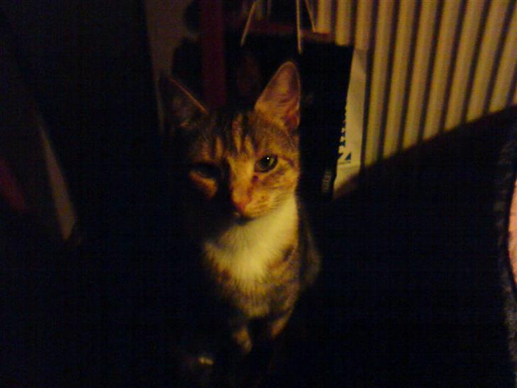 Blanding af racer Pjuske <3 - 12) <3 billede 12