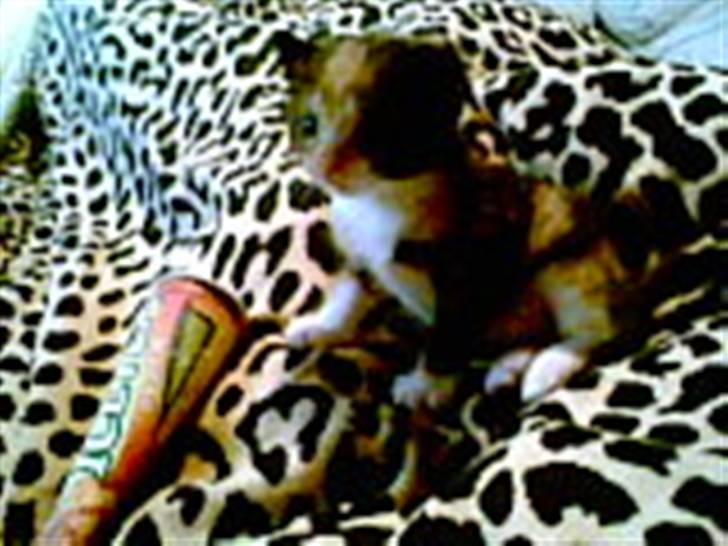 Blanding af racer Bailey R.I.P billede 6