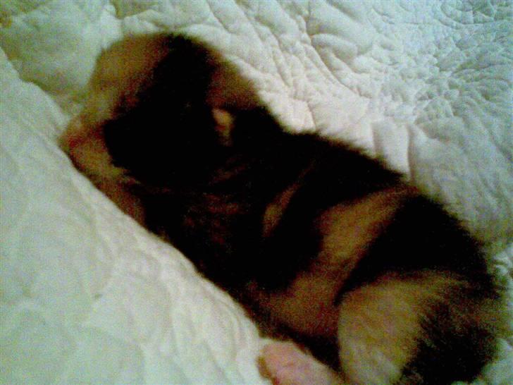 Blanding af racer Bailey R.I.P billede 7