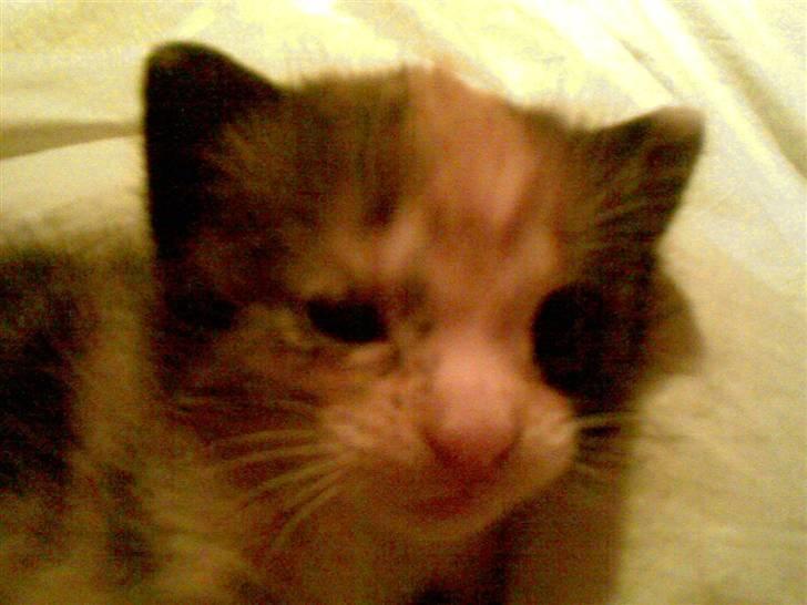 Blanding af racer Bailey R.I.P billede 8