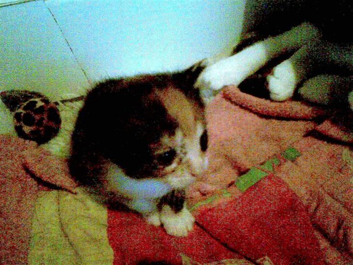 Blanding af racer Bailey R.I.P billede 9