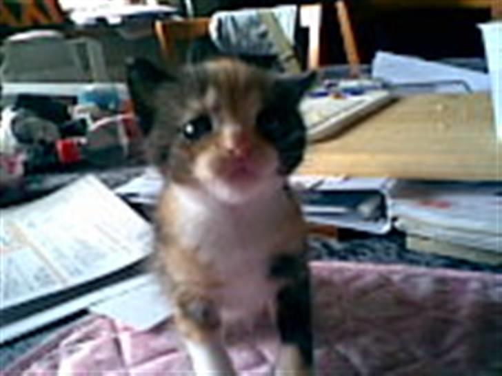 Blanding af racer Bailey R.I.P billede 10