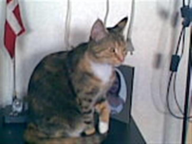 Blanding af racer Bailey R.I.P - Hendes mor <3 billede 11