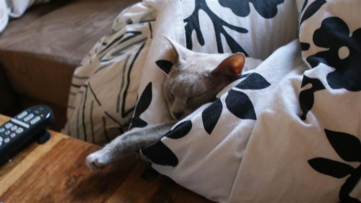 Burmeser Cleopatra - En rigtig putte-mis billede 17