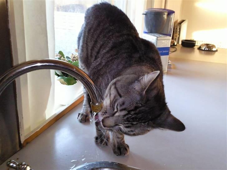 Blanding af racer Louie (aflivet) - Jeg elsker frisk vand fra hanen... Mmmmm billede 9