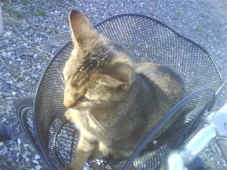 Abyssinier Lille mis - en lille køre tur er altid godt:)) billede 12