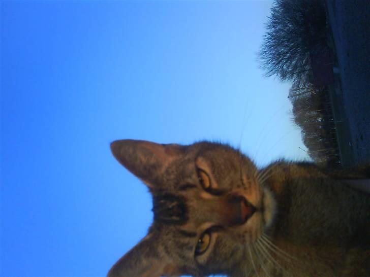 Abyssinier Lille mis - her er god udsigt :) billede 13