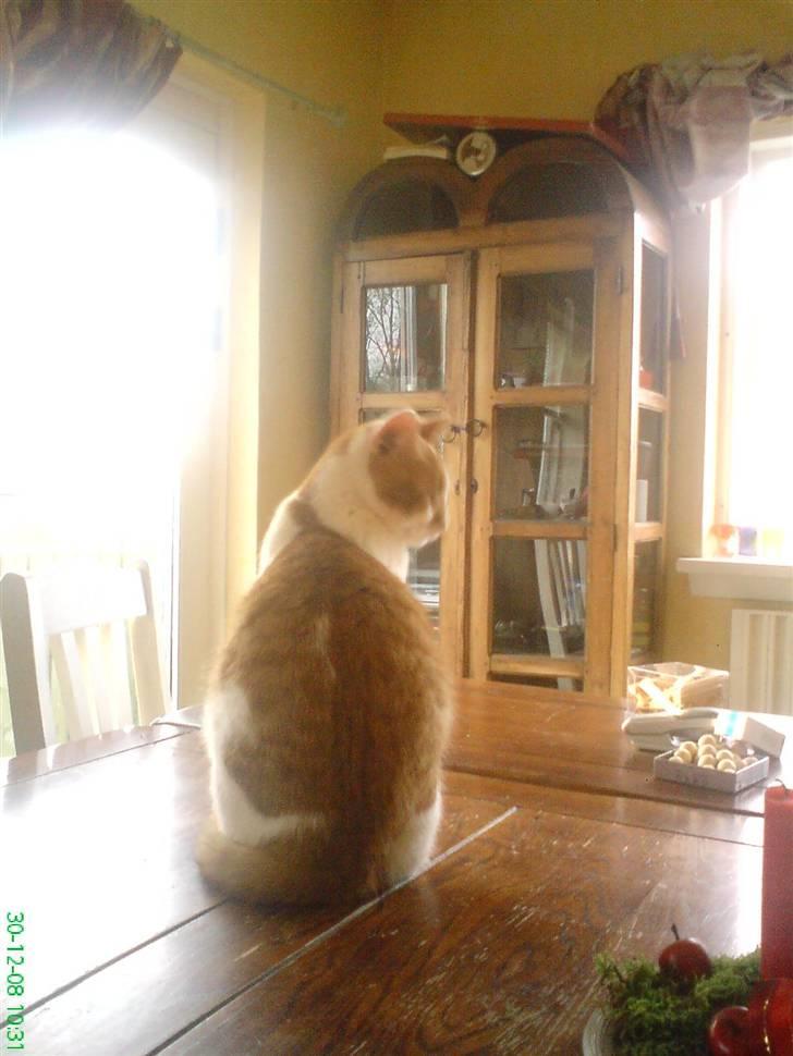 Huskat Kleenex - se min smukke holdning og  flotte ryg billede 3