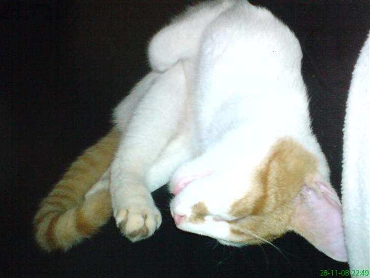 Huskat Kleenex - ja ved det men det er nu dejligt a sove hi hi (: billede 4