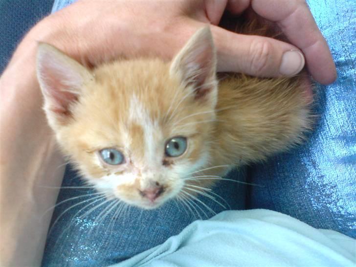 Huskat Baby - Lille bitte mig....Derfor hedder jeg Baby. billede 1