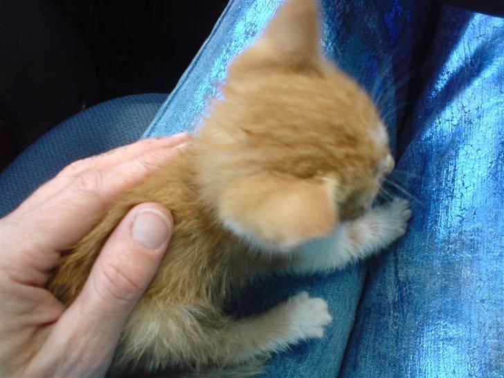 Huskat Baby billede 2