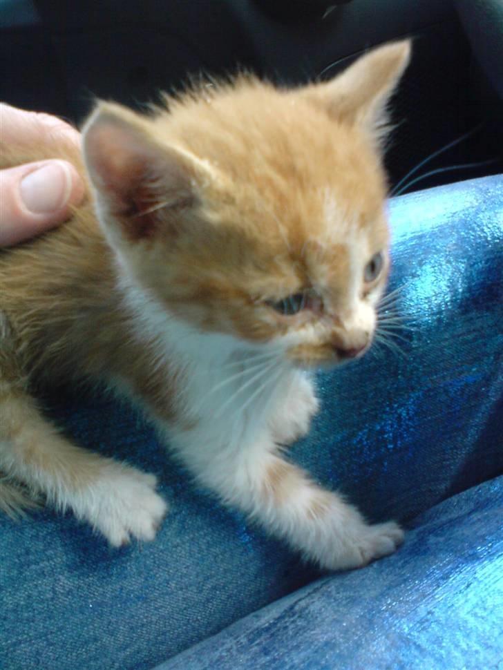 Huskat Baby billede 3