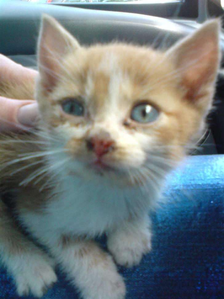 Huskat Baby billede 4