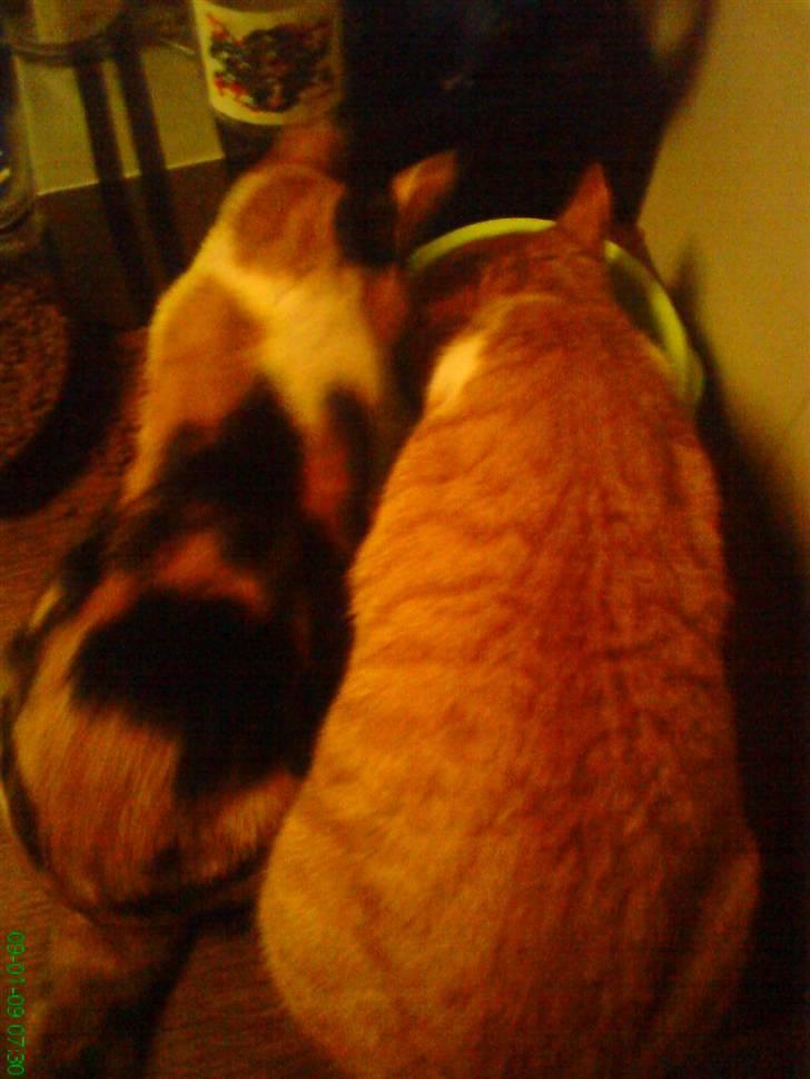 Huskat Baby - Rødhætte skal altid spise sammen med mig (: billede 5