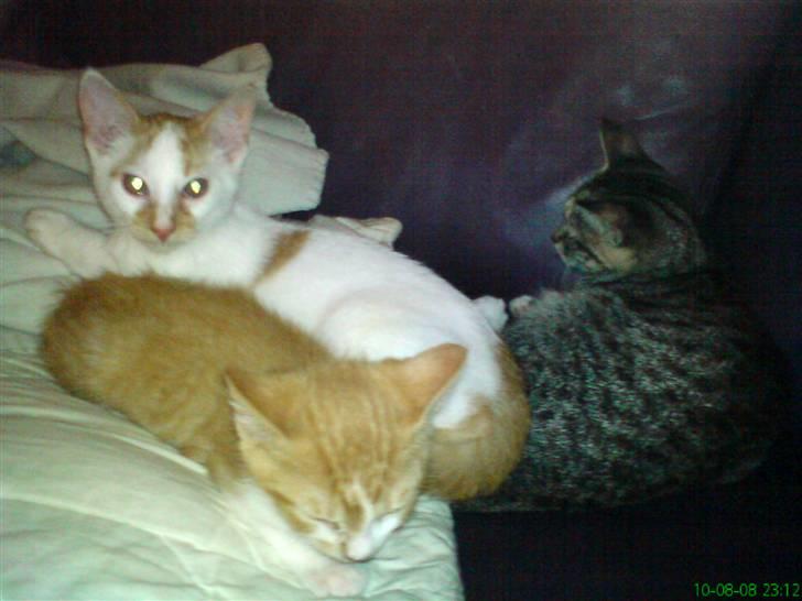 Huskat Baby billede 6