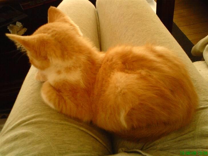 Huskat Baby billede 7