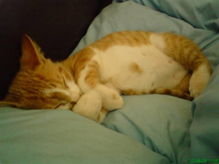 Huskat Baby - Se lige min tykke mave, ja jeg var meget tyk billede 8