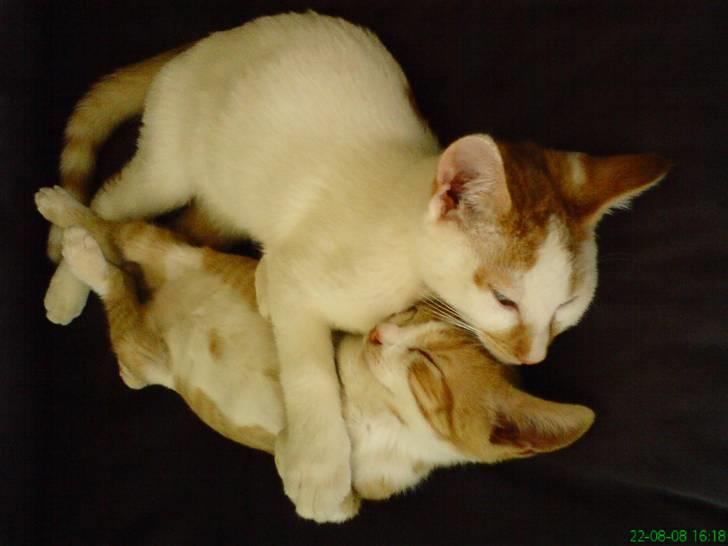 Huskat Baby - Her putter jeg sammen med Dirty som jeg var meget sammen med som lille billede 9