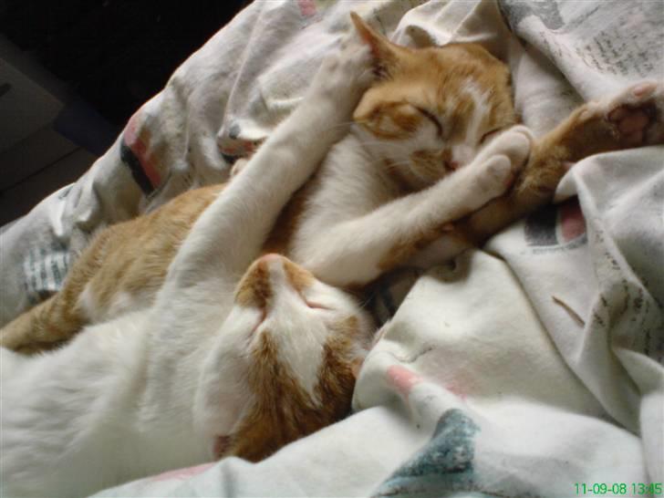 Huskat Baby billede 10