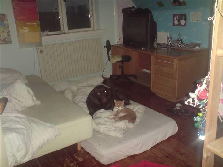 Huskat Baby - Her ligger jeg så med hunden billede 11