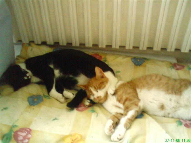 Huskat Baby - Og her med Bitten (: billede 12