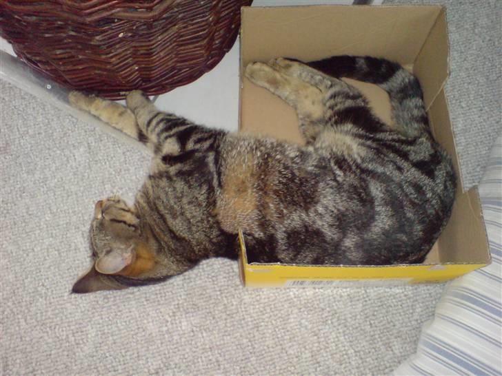 Huskat Gucci - ÆÆÆlsker papkasser billede 1