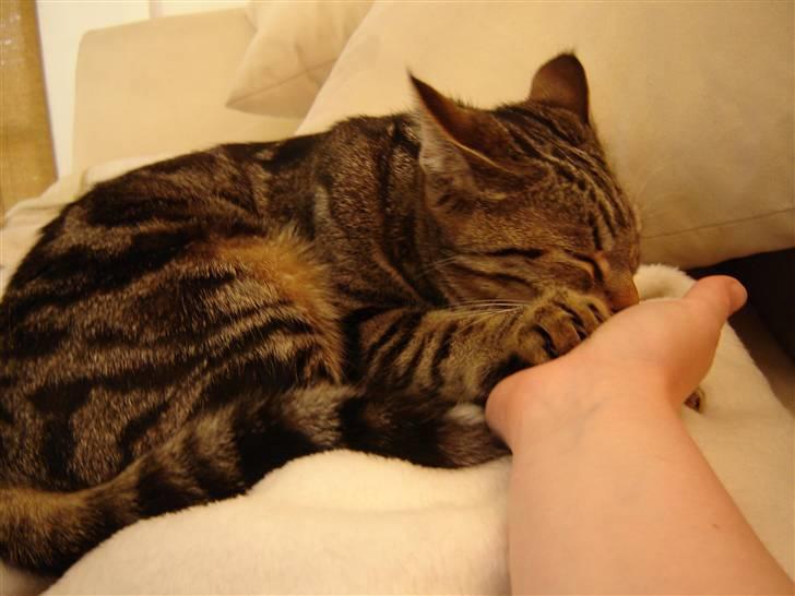 Huskat Gucci - Dier hos mig. Ren hyggemani billede 2