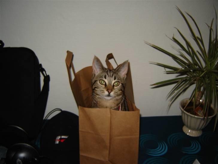 Huskat Gucci - ja... billede 3