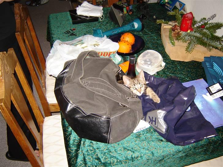 Huskat Gucci - Havde ledt panisk efter hende i en halv time, da jeg stikker hånden i min taske efter min mobil, og der lå lille Gucci.  billede 4