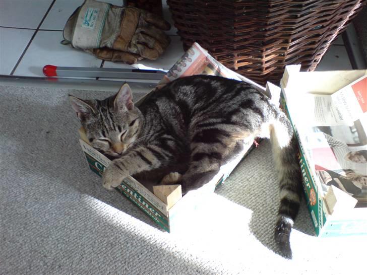 Huskat Gucci - mmmm.... Noget bedre end en alt for lille kasse billede 5