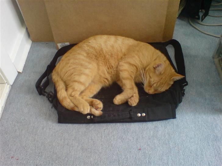 Huskat Garfield - kan sove overalt billede 1