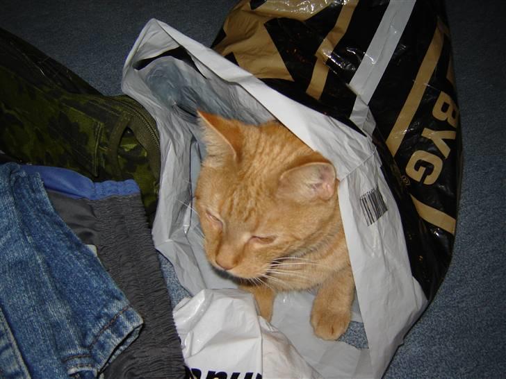 Huskat Garfield - Har fortalt ham, at han ikke må lege i plasticposer billede 2