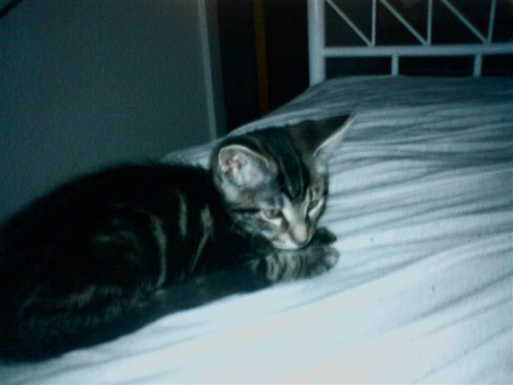 Blanding af racer CILLE billede 16