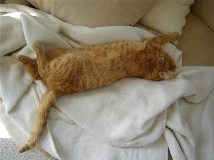 Huskat Garfield - Næsten en meter løve billede 3