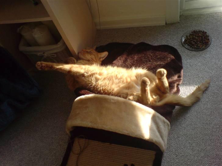 Huskat Garfield - Har lige opdaget at jeg næsten kun har billeder af ham, når han sover. Hedder jo ikke Garfield for ingenting billede 4