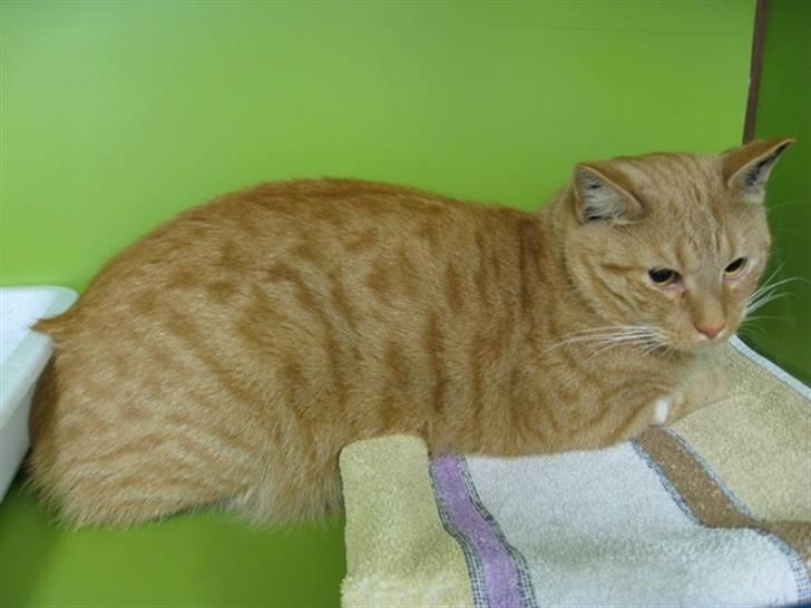 Huskat Garfield - Billedet fra internattet billede 5